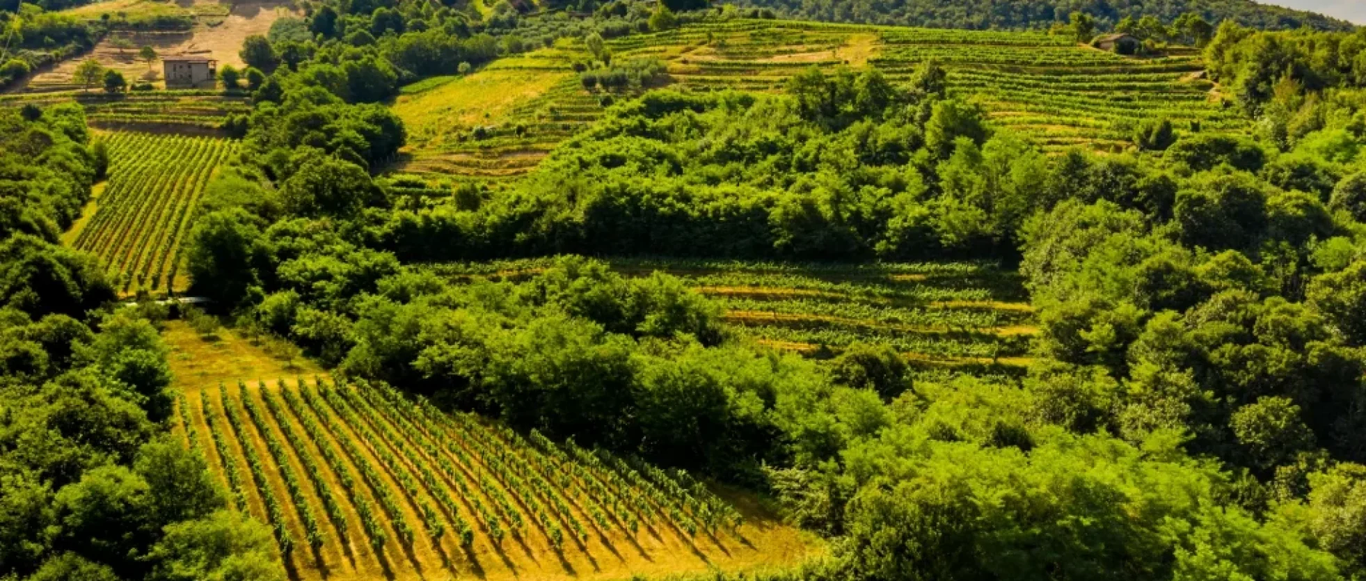 vineyards-franciacorta
